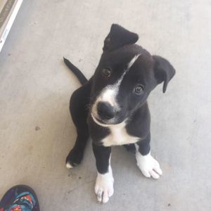 Meet your Posher, Maximus